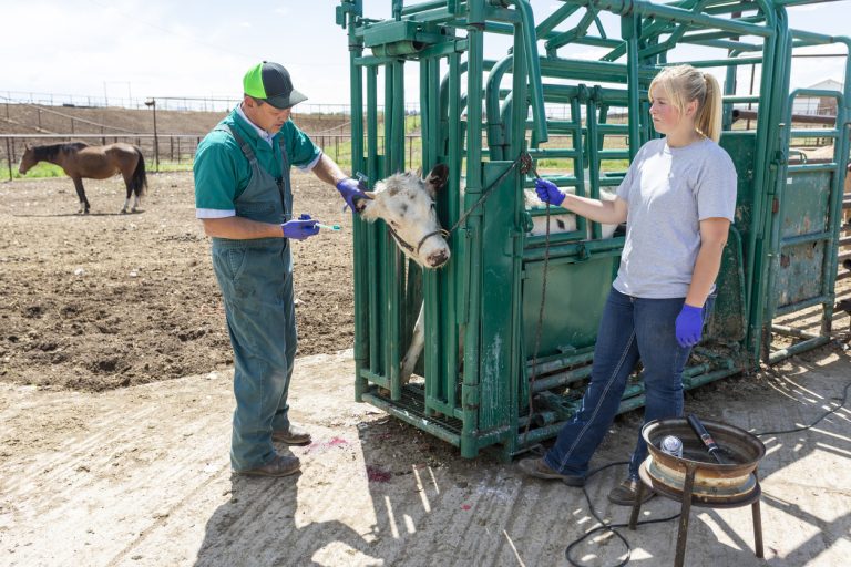 Cattle being treated by a veterinarian. (iStock │ #1032411090 - davidf)