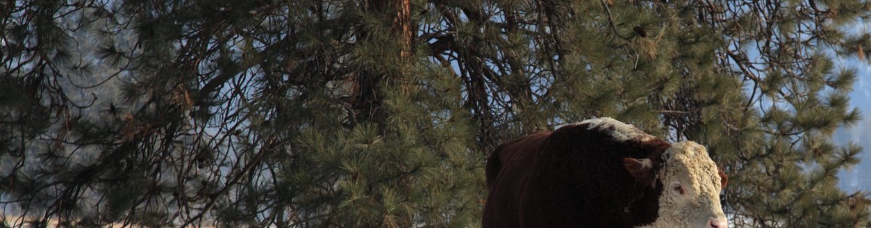 Hereford Bull in winter next to a Ponderosa pine tree. (iStock │ #136251039 - Murphy_Shewchuk)