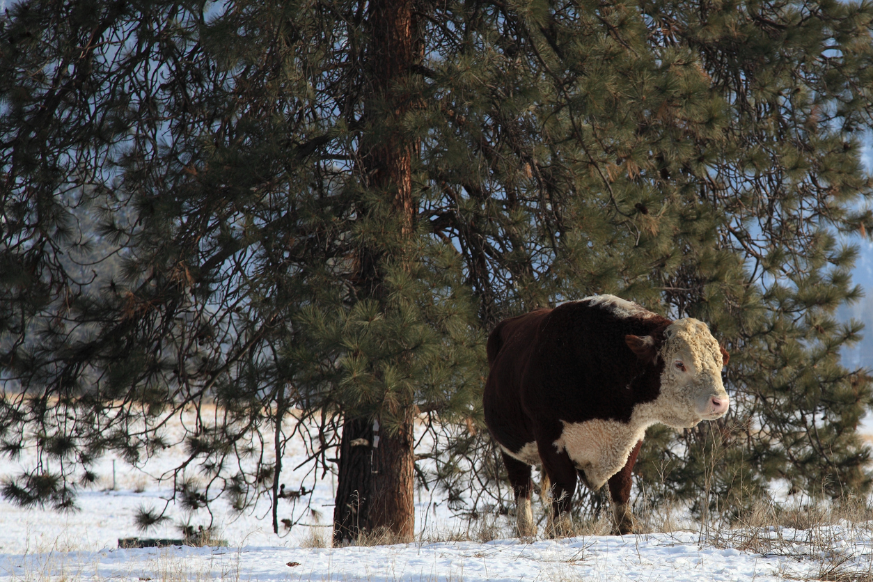 Hereford Bull in winter next to a Ponderosa pine tree. (iStock │ #136251039 - Murphy_Shewchuk)