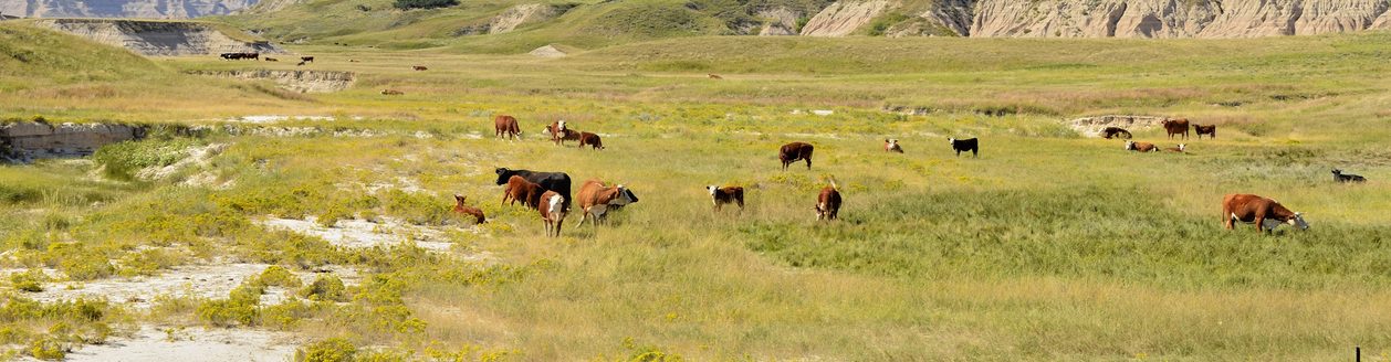 A herd of cattle grazing in South Dakota. (iStock │ #184885392 - RiverNorthPhotography)