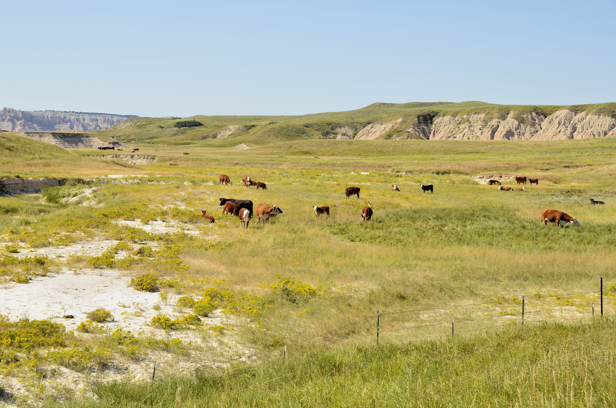 A herd of cattle grazing in South Dakota. (iStock │ #184885392 - RiverNorthPhotography)