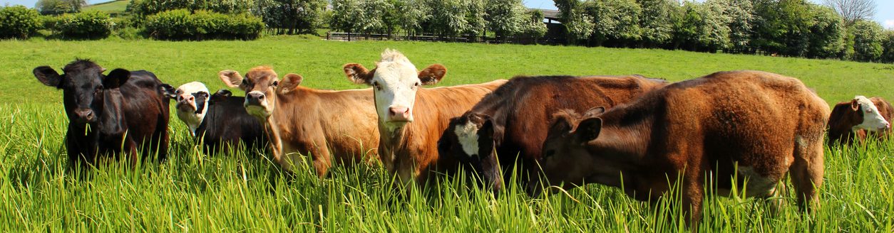 Small herd of young Angus, Friesian, Guernsey and Jersey in a particularly lush green field. (Adobe Stock │ #493635647 - mtreasure)