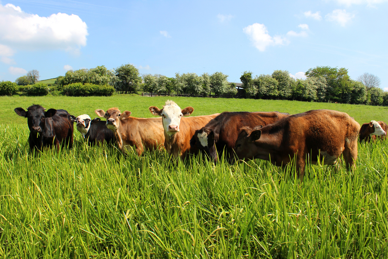 Small herd of young Angus, Friesian, Guernsey and Jersey in a particularly lush green field. (Adobe Stock │ #493635647 - mtreasure)