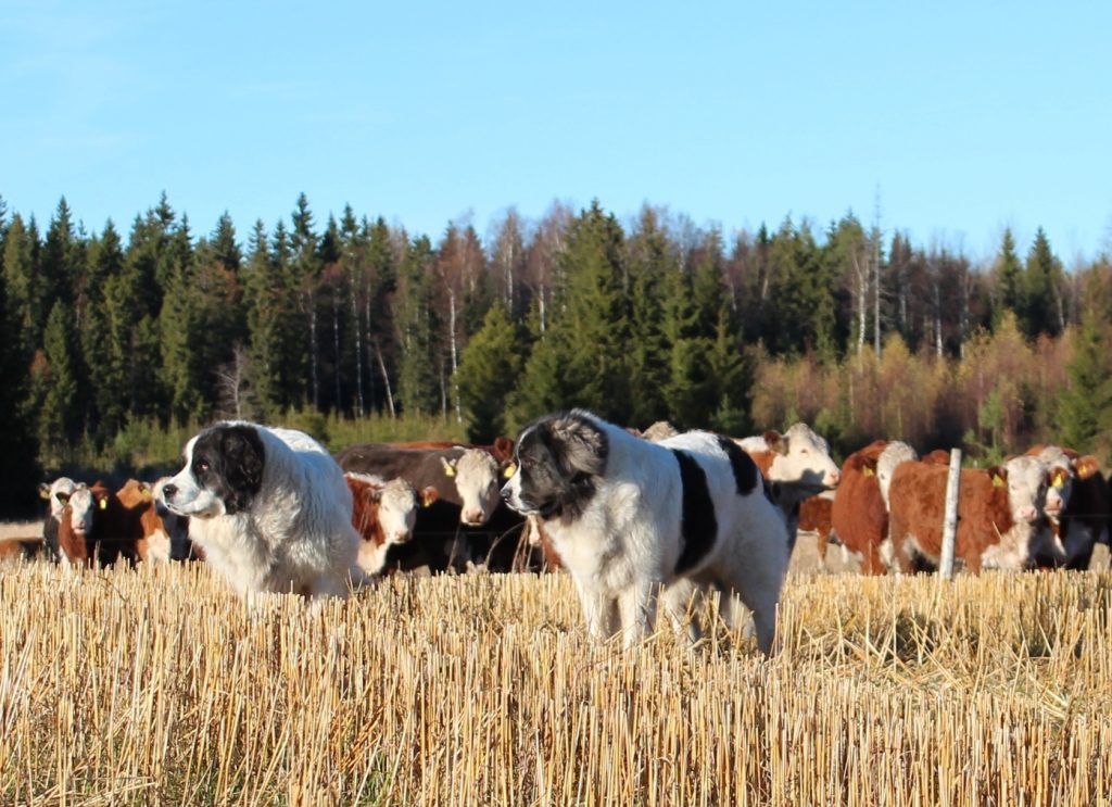 The Pyrenean Mastiff: The ultimate LGD and companion 