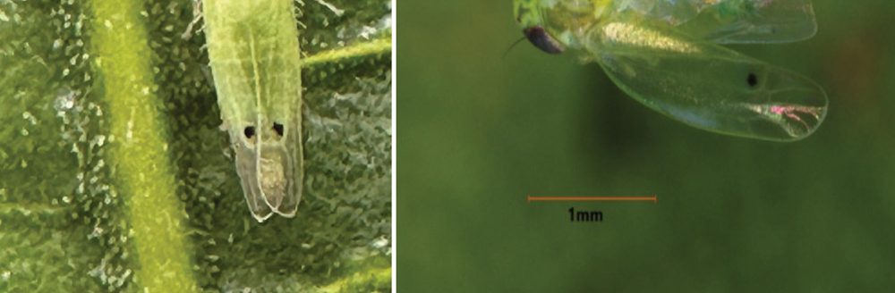 Adult and nymph two-spot cotton leafhoppers (Rafia Khan/Texas A&M AgriLife)