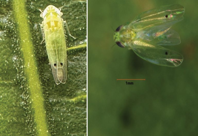 Adult and nymph two-spot cotton leafhoppers (Rafia Khan/Texas A&M AgriLife)