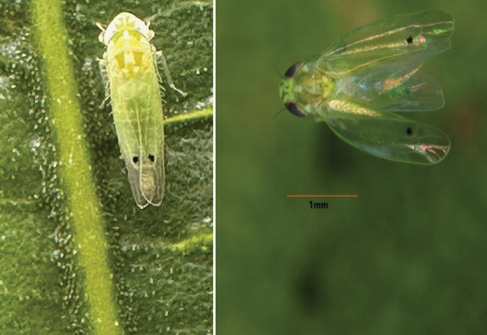 Adult and nymph two-spot cotton leafhoppers (Rafia Khan/Texas A&M AgriLife)