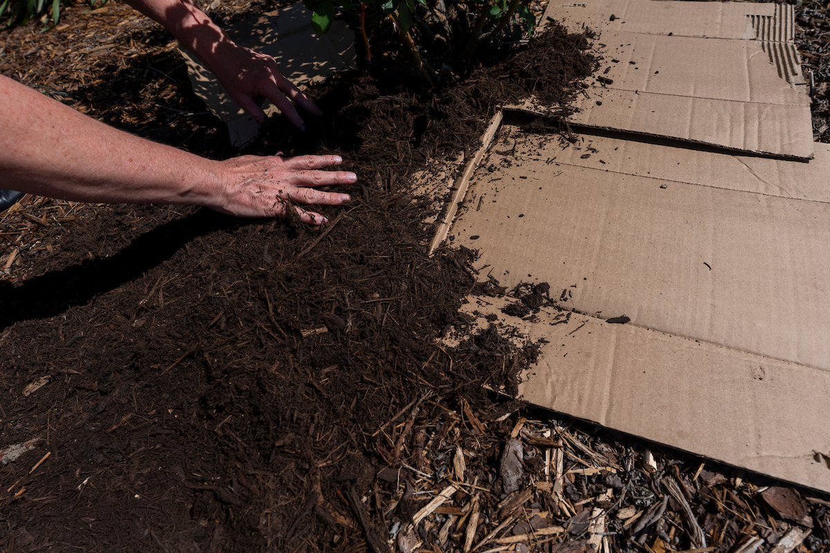 Texas A&M AgriLife Extension specialist Jayla Fry demonstrates laying cardboard for sheet mulching in a garden. (Michael Miller/Texas A&M AgriLife)