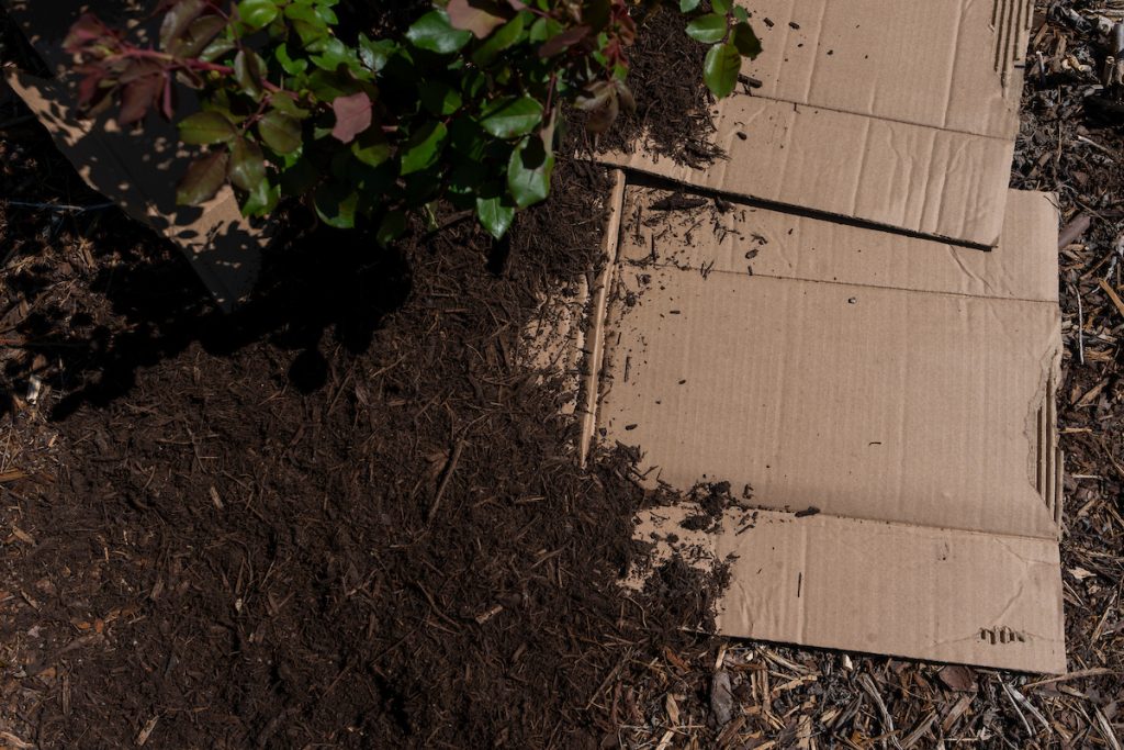 Mulch covers cardboard sheets in a garden bed, creating a low-cost, eco-friendly weed barrier. (Michael Miller/Texas A&M AgriLife)