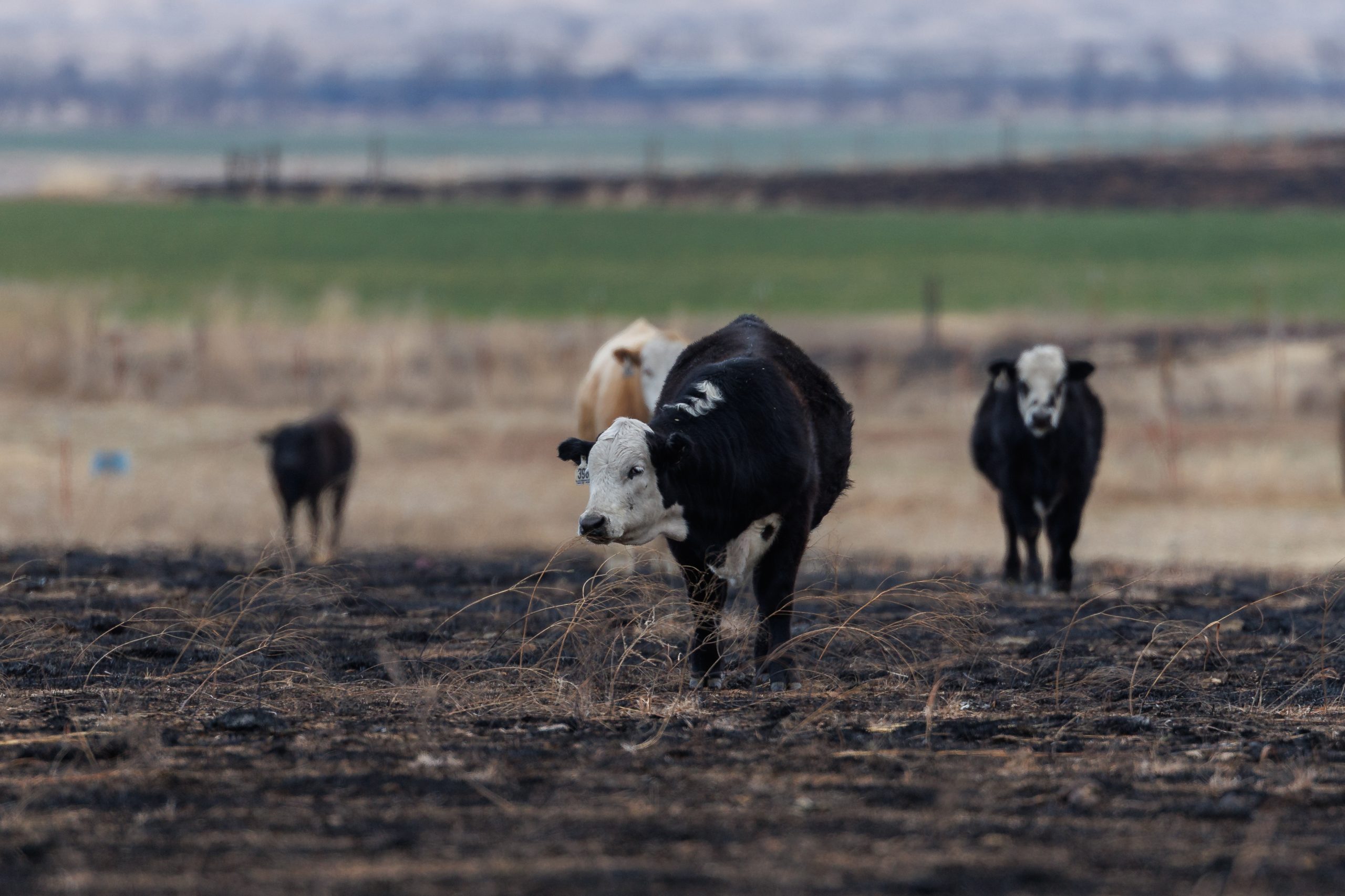 Enhanced monitoring of surviving livestock after a wildfire is crucial. (Photo by Mitchell Alcala, OSU Agriculture)