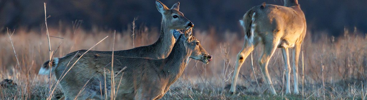 Chronic wasting disease (CWD) is a fatal, neurodegenerative prion disease that affects cervids such as white-tailed deer, mule deer and elk. (Photo by Mitchell Alcala, OSU Agriculture)