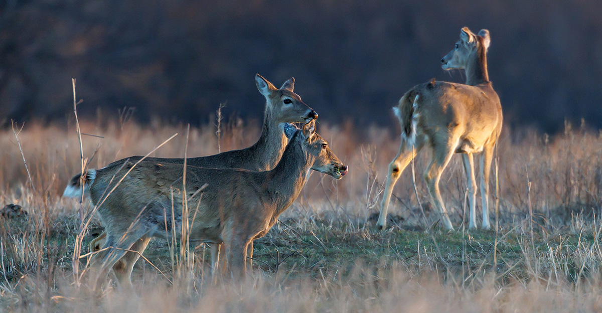 Chronic wasting disease (CWD) is a fatal, neurodegenerative prion disease that affects cervids such as white-tailed deer, mule deer and elk. (Photo by Mitchell Alcala, OSU Agriculture)