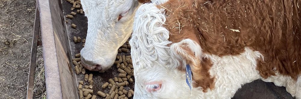 Hereford cattle eating protein cubes to supplement nutrients from dry hay ahead of spring grazing turnout. (K-State Research and Extension)