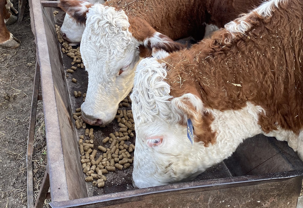 Hereford cattle eating protein cubes to supplement nutrients from dry hay ahead of spring grazing turnout. (K-State Research and Extension)
