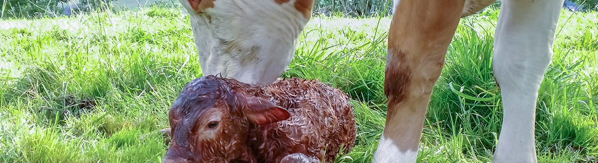 Cow and calf. (Adobe Stock │ #312571256 - emotionpicture)