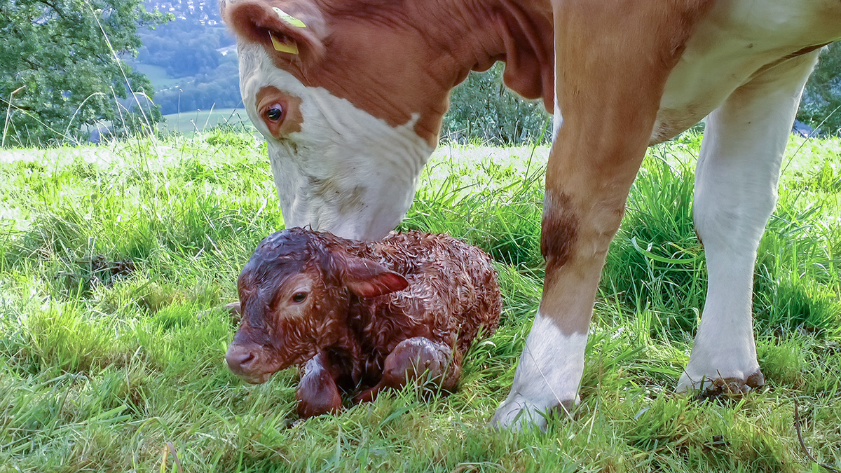 Cow and calf. (Adobe Stock │ #312571256 - emotionpicture)