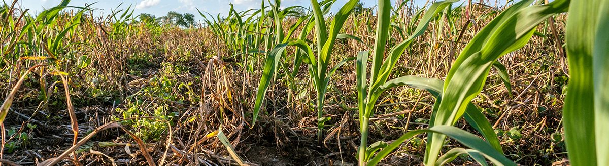 Corn growing in a field planted with no tillage with cover crop residue between the rows. (Adobe Stock │ #355713182 - Margaret Burlingham)