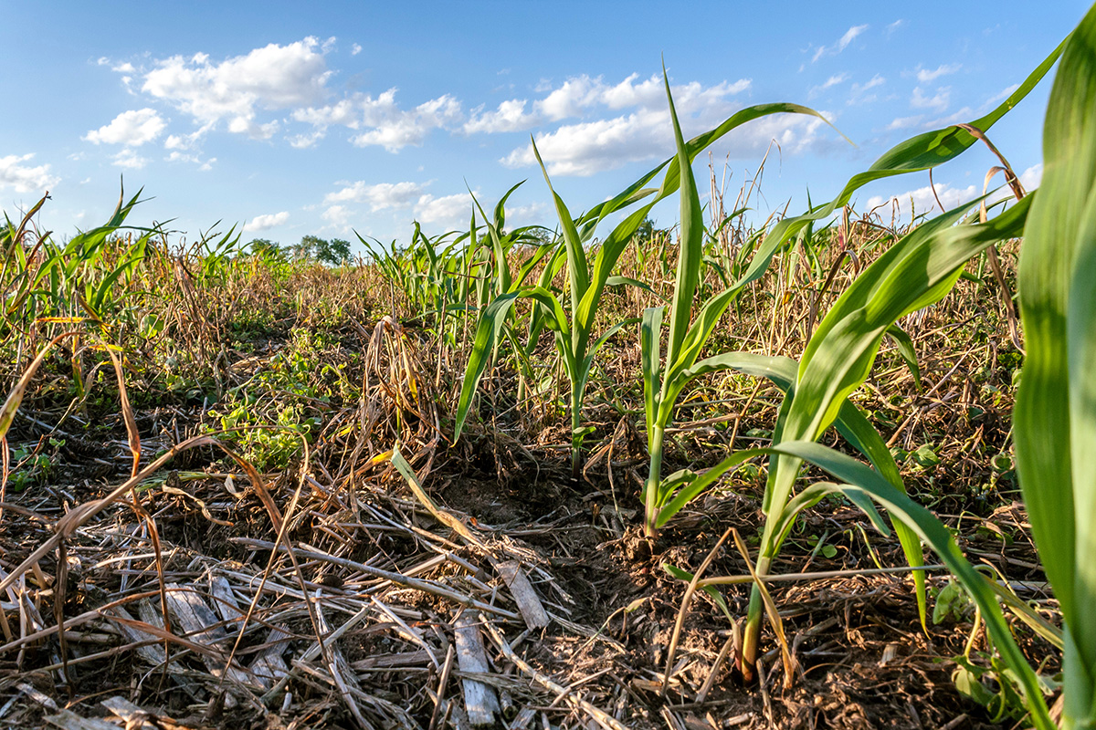 Corn growing in a field planted with no tillage with cover crop residue between the rows. (Adobe Stock │ #355713182 - Margaret Burlingham)