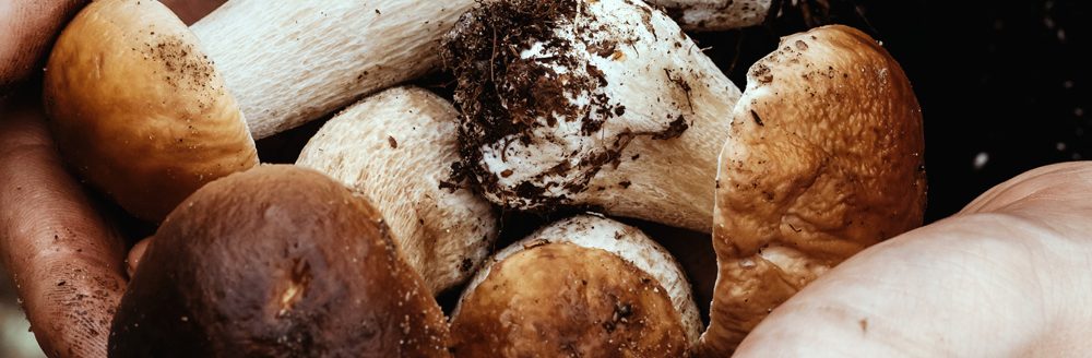 Mushrooms in male hands. Porcini mushrooms. (Adobe Stock │ #377228636 - greenoline)