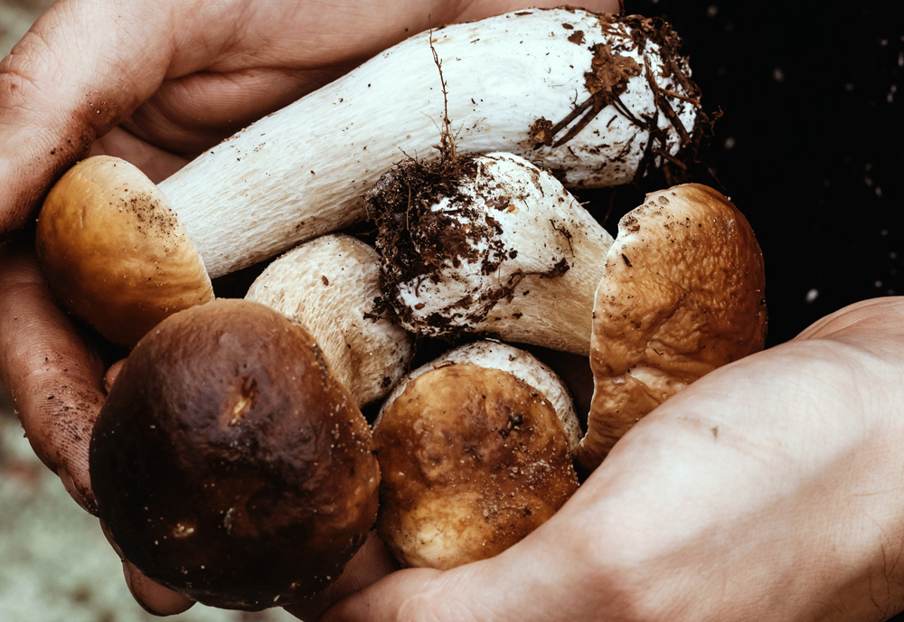 Mushrooms in male hands. Porcini mushrooms. (Adobe Stock │ #377228636 - greenoline)