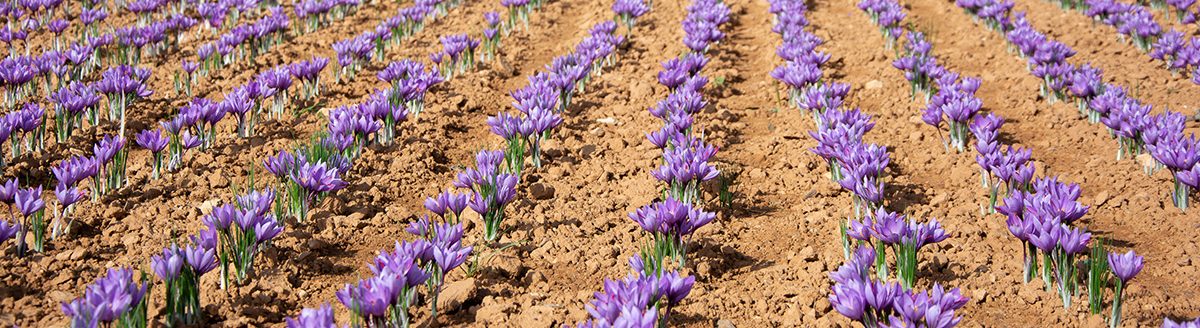 Landscape pink saffron and flower red gold. (Adobe Stock │ #377974764 - EMILIA)
