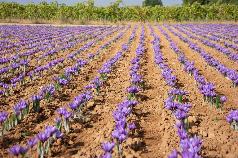 Landscape pink saffron and flower red gold. (Adobe Stock │ #377974764 - EMILIA)