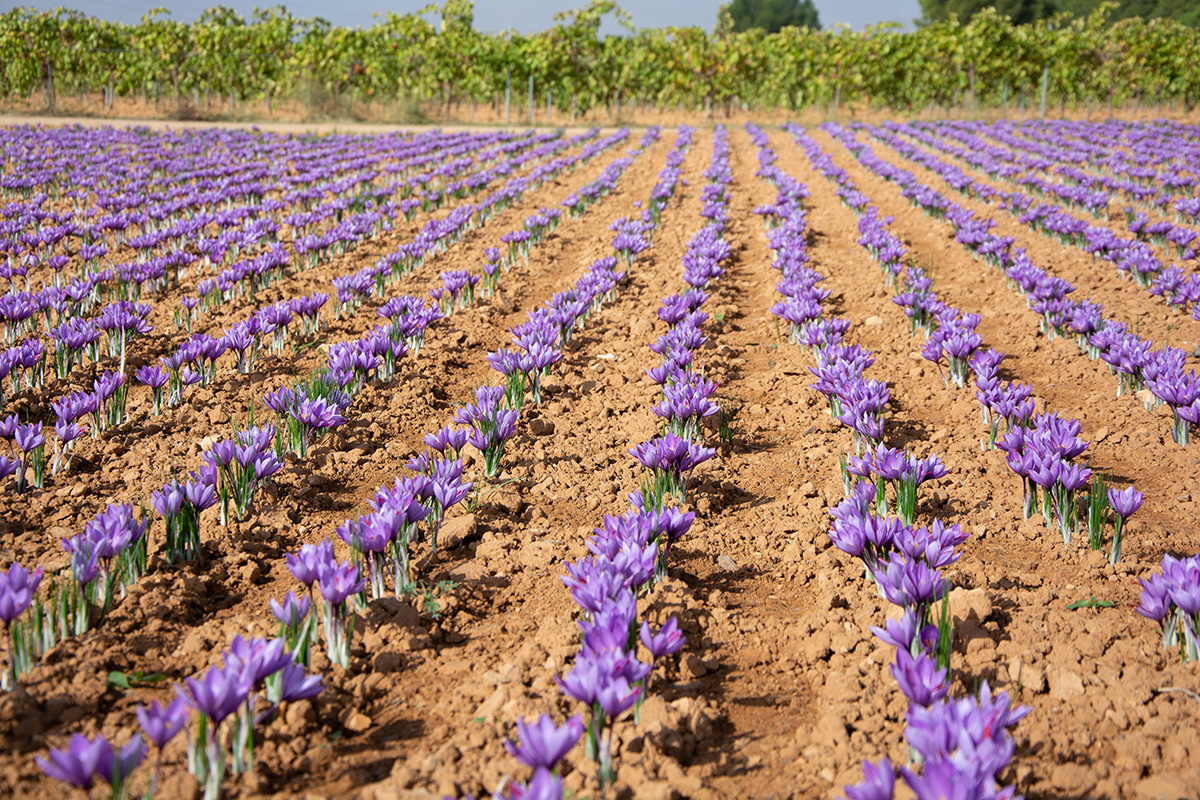 Landscape pink saffron and flower red gold. (Adobe Stock │ #377974764 - EMILIA)