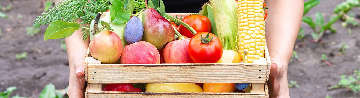 Person holding wooden crate box of vegetables and fruit from organic garden. (Adobe Stock │ 422800358 - Дмитрий Сидор)