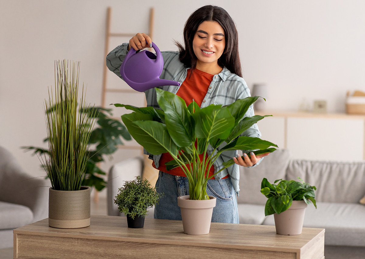Young lady watering green houseplants in living room. (Adobe Stock │ #486446398 - Prostock-studio)