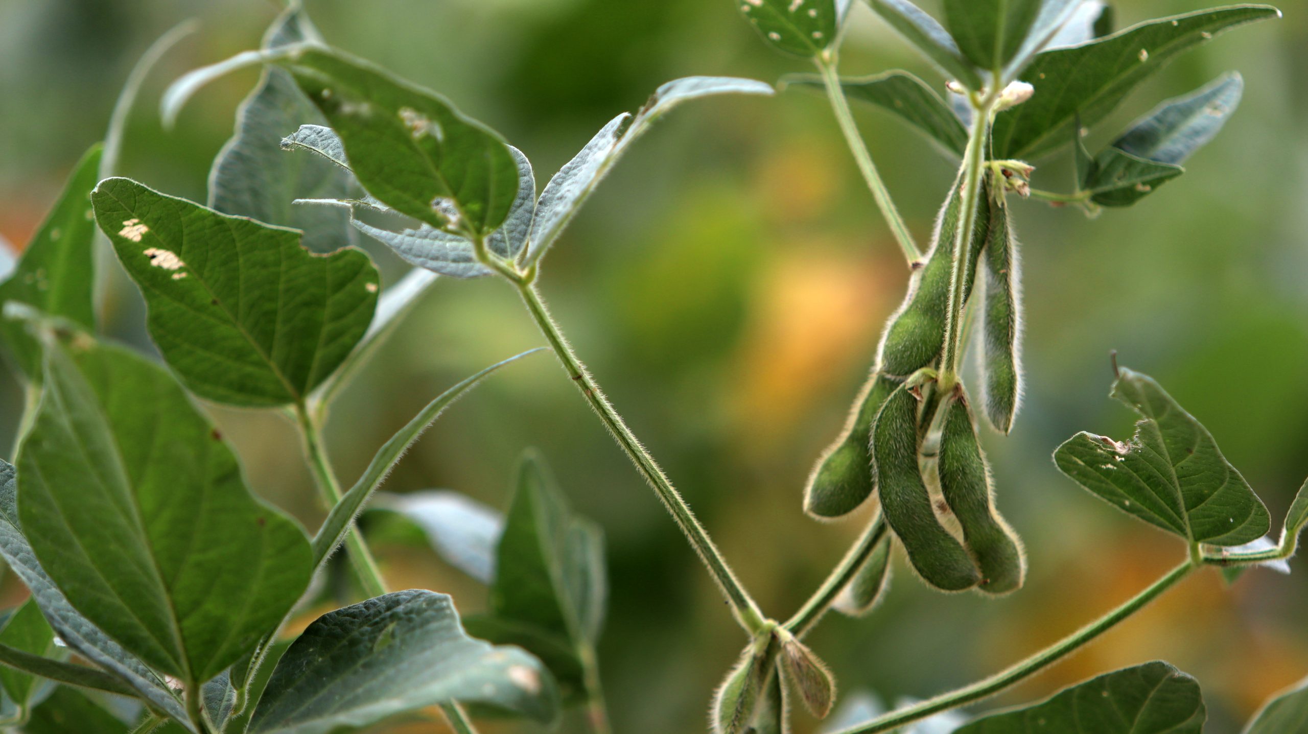 With urea prices up, Arkansas farmers may be looking to soybeans instead of other crops as planting season gets underway. (University of Arkansas Division of Agriculture file photo).
