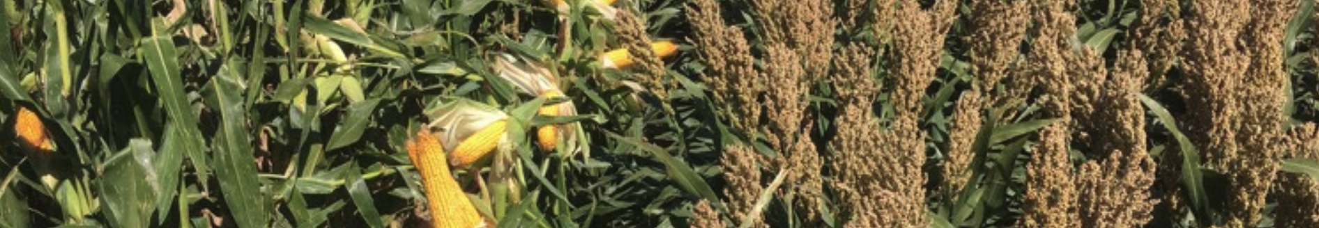 Photo courtesy of Sorghum Checkoff