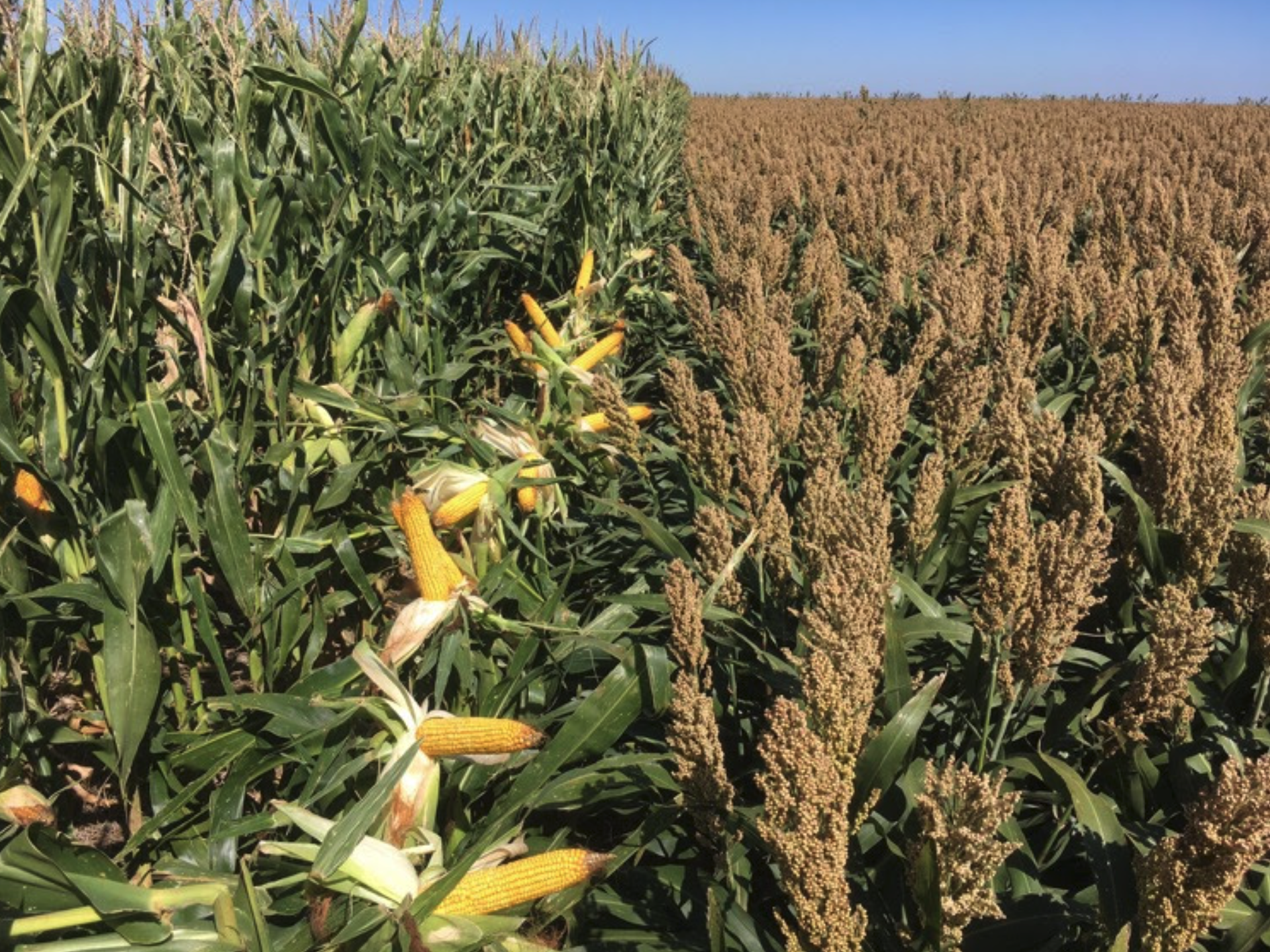 Photo courtesy of Sorghum Checkoff