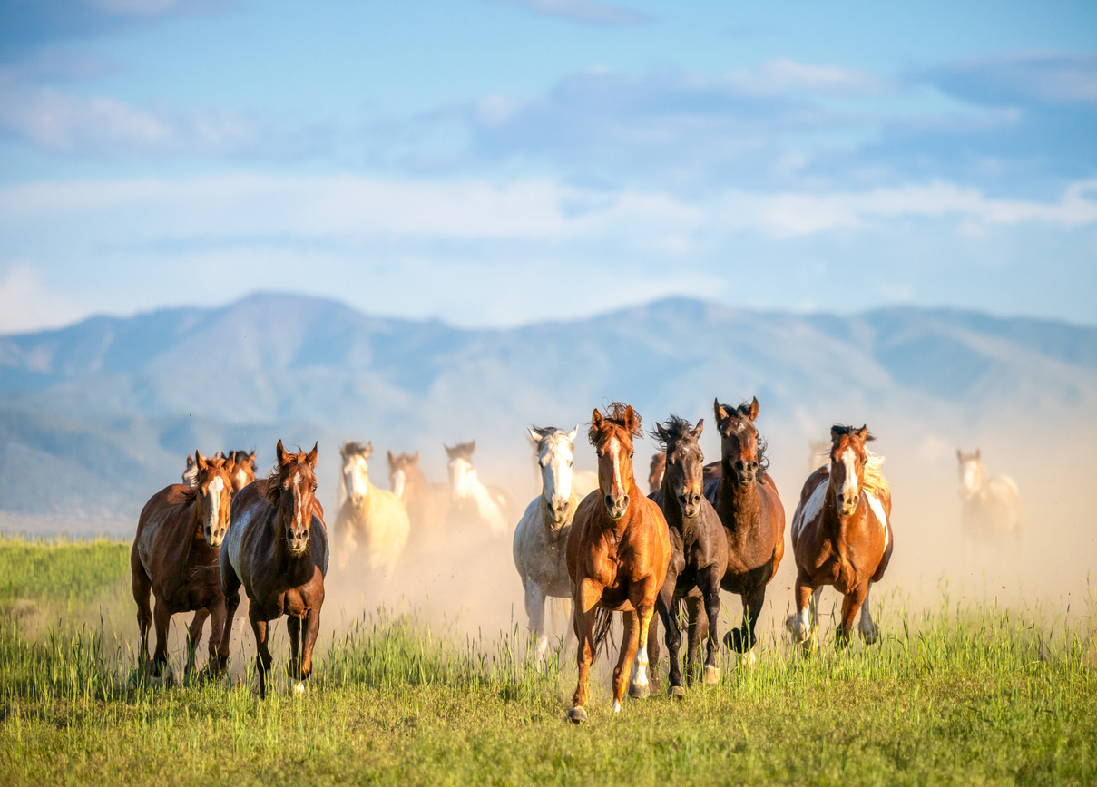 A large group of wild horses, galloping through uncultivated grassland. (iStock │ #1140165301 - georgeclerk)