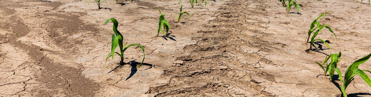 Tractor tire tread mark between rows of corn in farm field. (iStock │ #1313192183 - JJ Gouin)