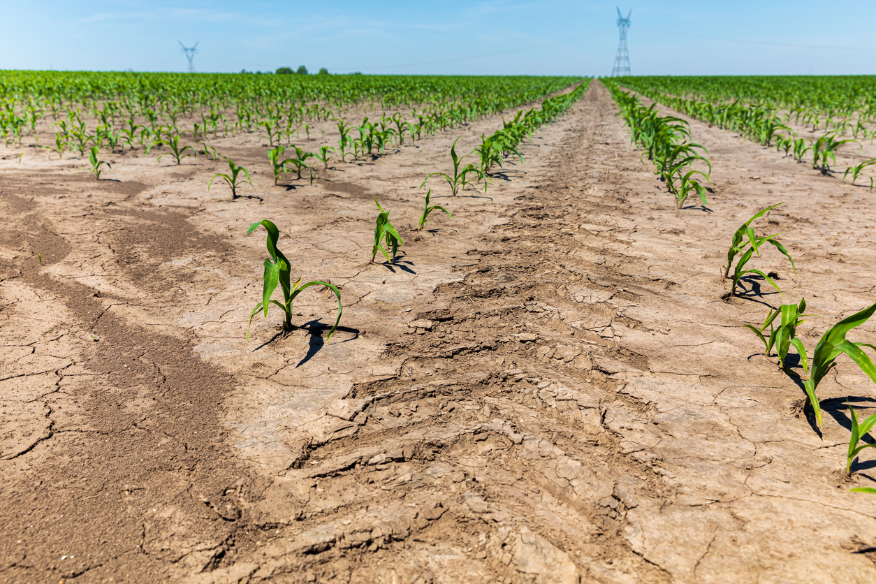 Tractor tire tread mark between rows of corn in farm field. (iStock │ #1313192183 - JJ Gouin)
