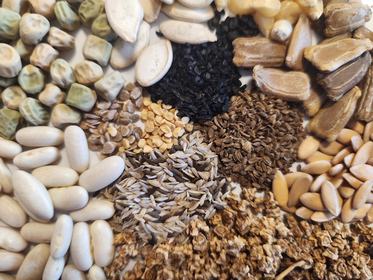 The success of your garden depends on seed selection. Compare availability, pricing, shipping rates and discounts to help determine what works for your garden. Photo by Katie Kammler.