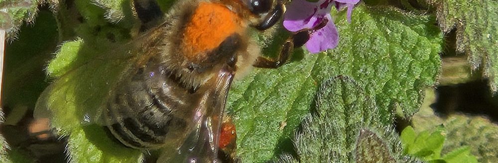 Self-heal (Prunella vulgaris) is an excellent, highly recommended native plant for pollinators. It is especially good for native bee support. (Photo by Katie Kammler.)