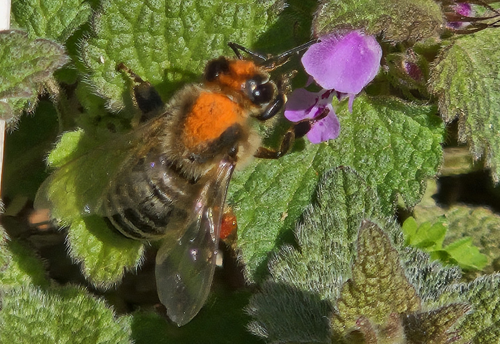 Self-heal (Prunella vulgaris) is an excellent, highly recommended native plant for pollinators. It is especially good for native bee support. (Photo by Katie Kammler.)