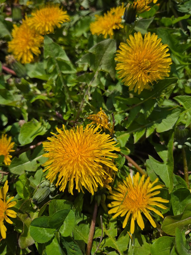 Dandelions can provide an early source of nutrition for pollinators. Photo by Katie Kammler.