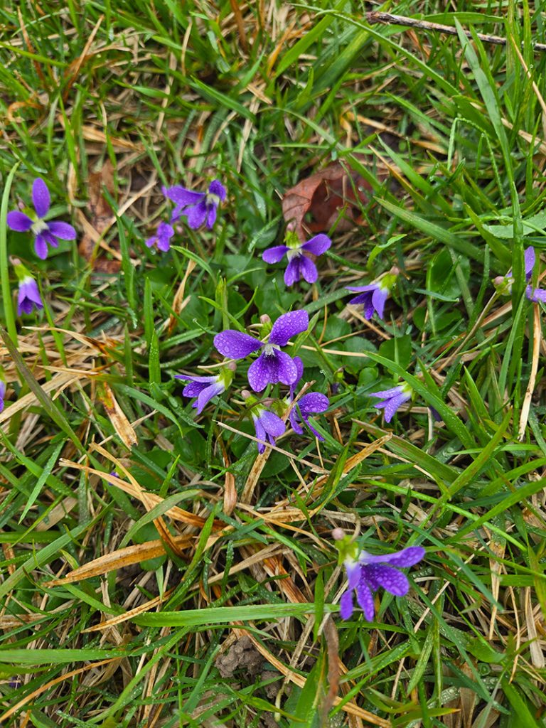 Small, low-growing violets are an excellent source of pollen and nectar for early emerging pollinators. They are a host plant for many Fritillary butterfly species. Photo by Katie Kammler.