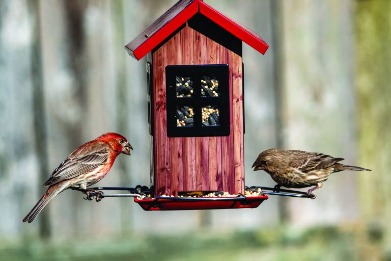 A pair of house finches getting a bite to eat from the feeder. (Family Features │ Unsplash/Joshua J. Cotten)