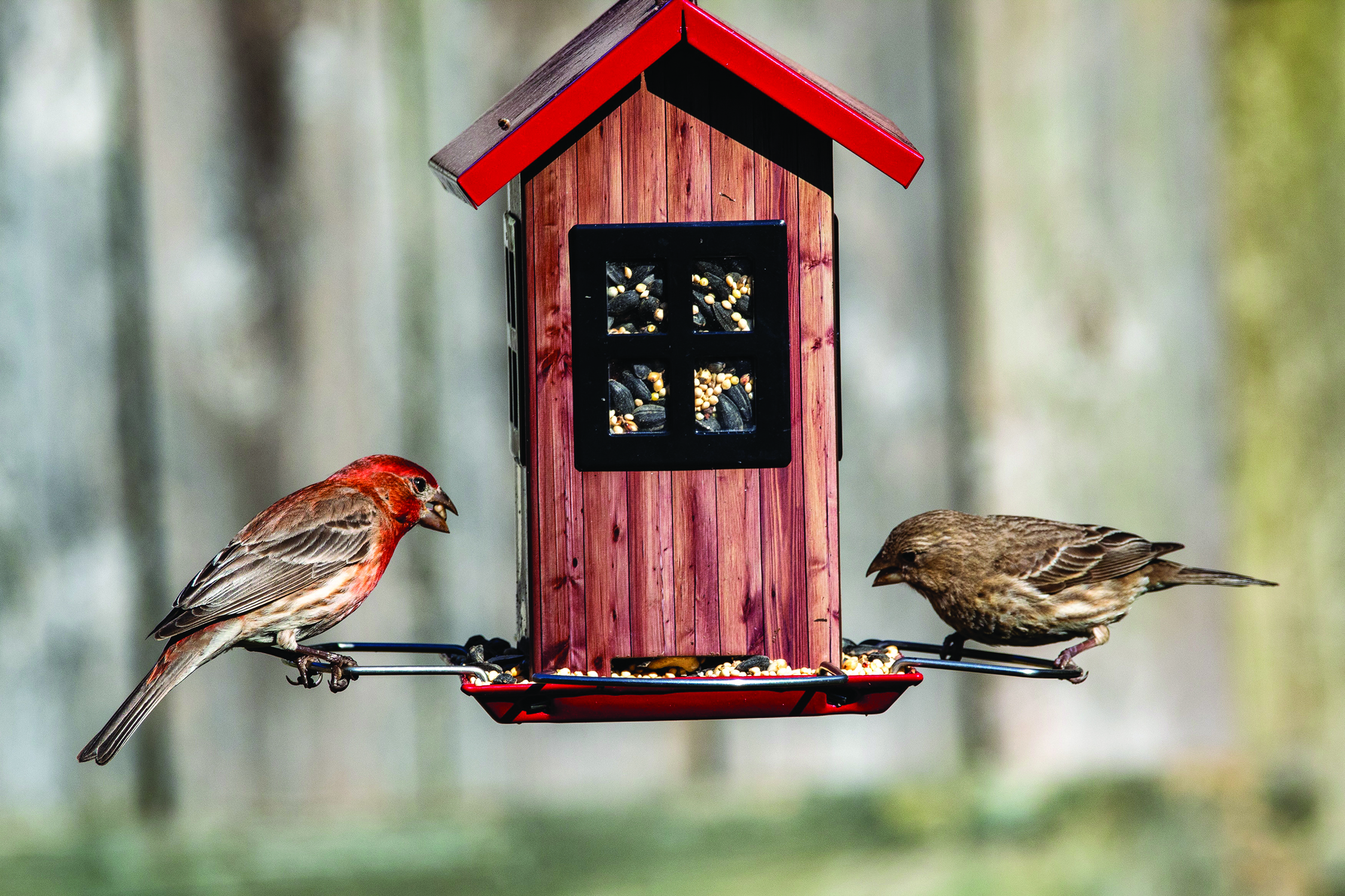A pair of house finches getting a bite to eat from the feeder. (Family Features │ Unsplash/Joshua J. Cotten)