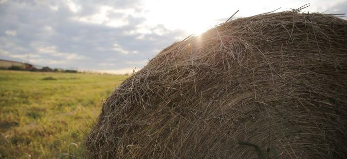 Hay (Photo courtesy MU College of Agriculture, Food and Natural Resources.)