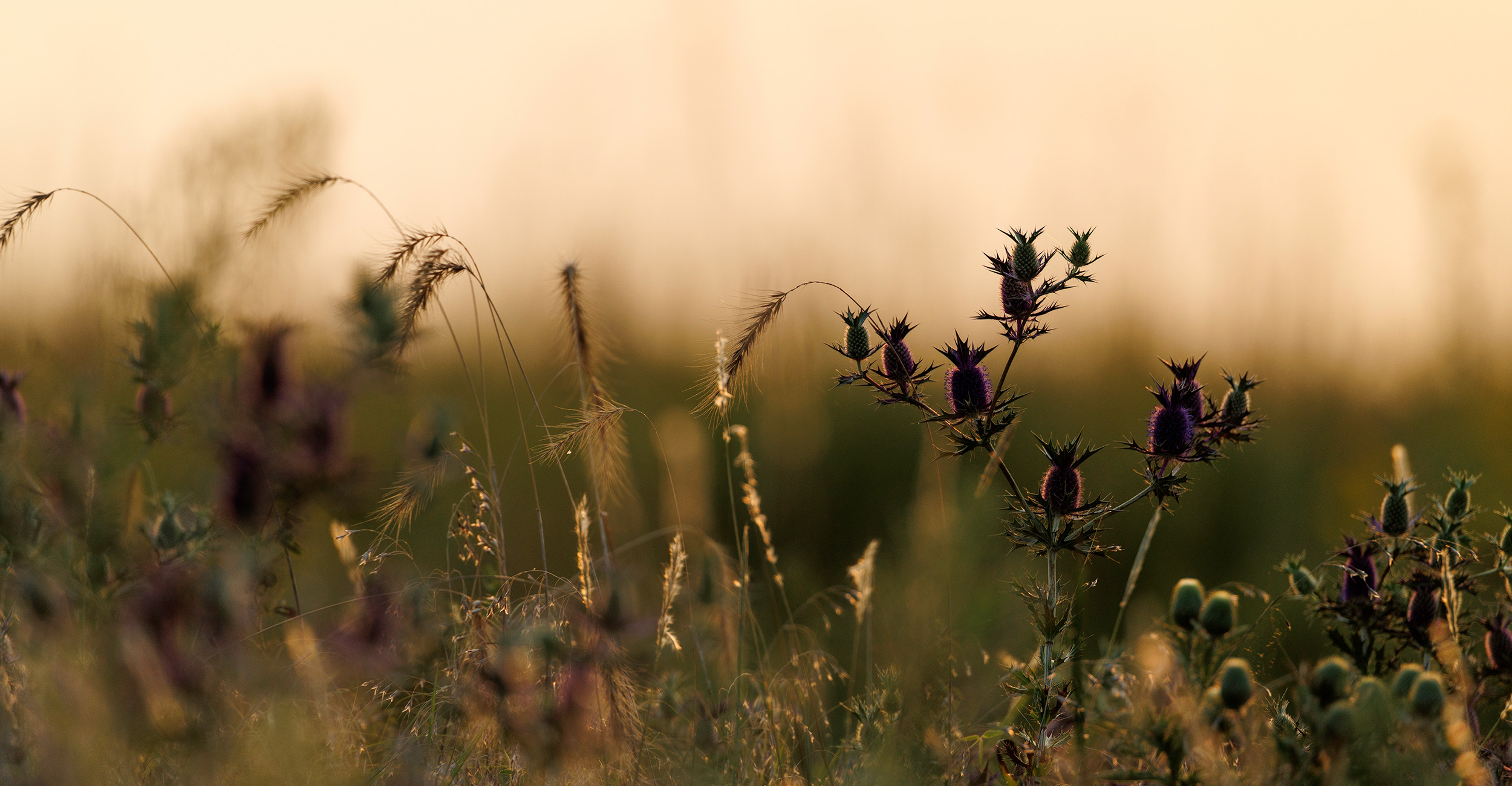 Producers of any experience level are encouraged to attend The Oklahoma Grazing School, a two-day workshop held May 11-12. (Photo by Mitchell Alcala, OSU Agriculture)