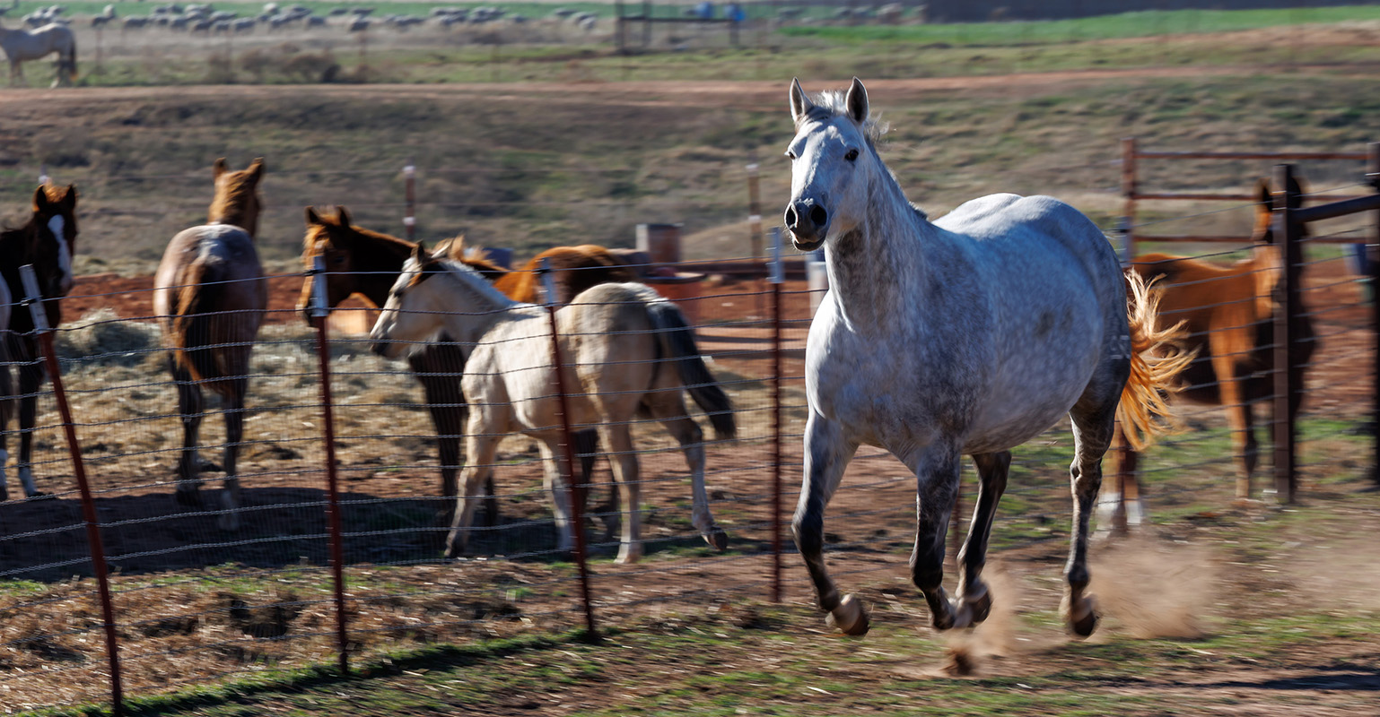 Horse owners can take the RAiSE online course through OSU Extension to better understand their horse’s emotional states and well-being. (Photo by Mitchell Alcala, OSU Agriculture)