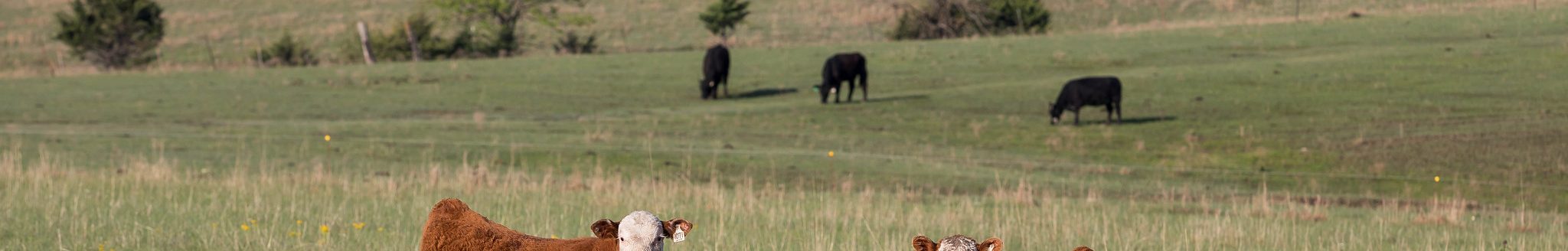 Hereford cows on grass. (K-State Research and Extension)