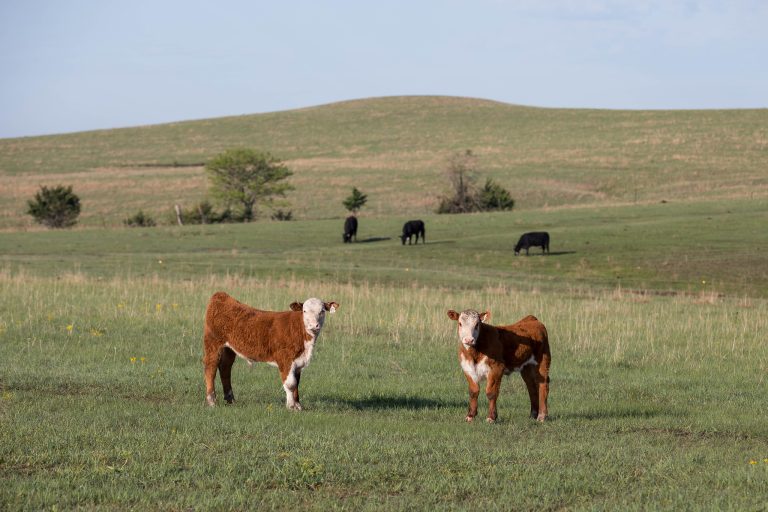 Hereford cows on grass. (K-State Research and Extension)