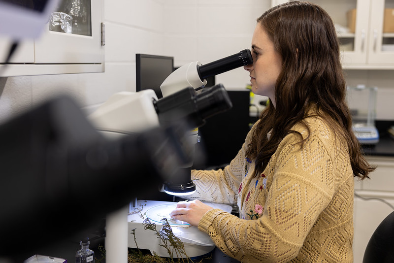 STUDYING A SAMPLE — Taylor Klass, head plant pathologist and lead diagnostician for the Arkansas Plant Health Clinic, observes a plant sample submitted to the clinic. (UADA photo by Paden Johnson.)