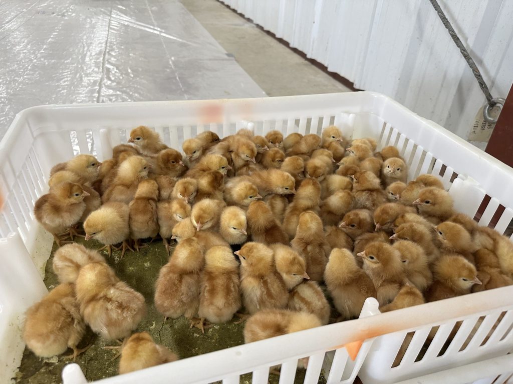 Arkansas Poultry Chain distributes nearly 33,000 chicks to youth in Arkansas, Oklahoma