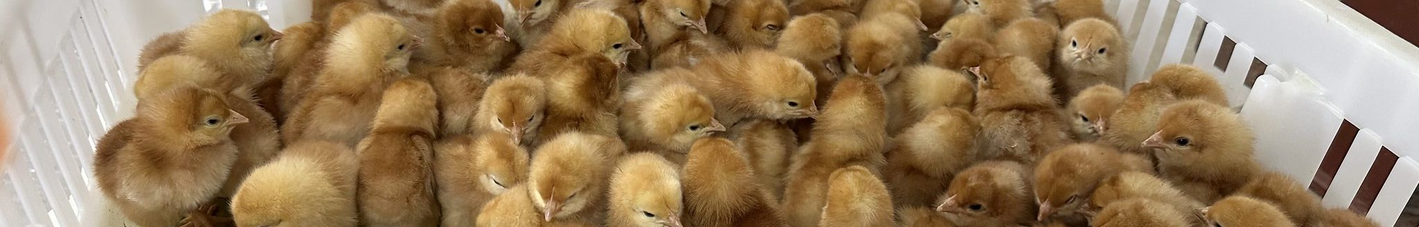 READY FOR PICK-UP — Orders of day-old Hy-Line Brown chickens await pick-up by extension county agents to be distributed to more than 1,900 youth in Arkansas and Oklahoma to raise for poultry contests during fair season. (UADA photo.)